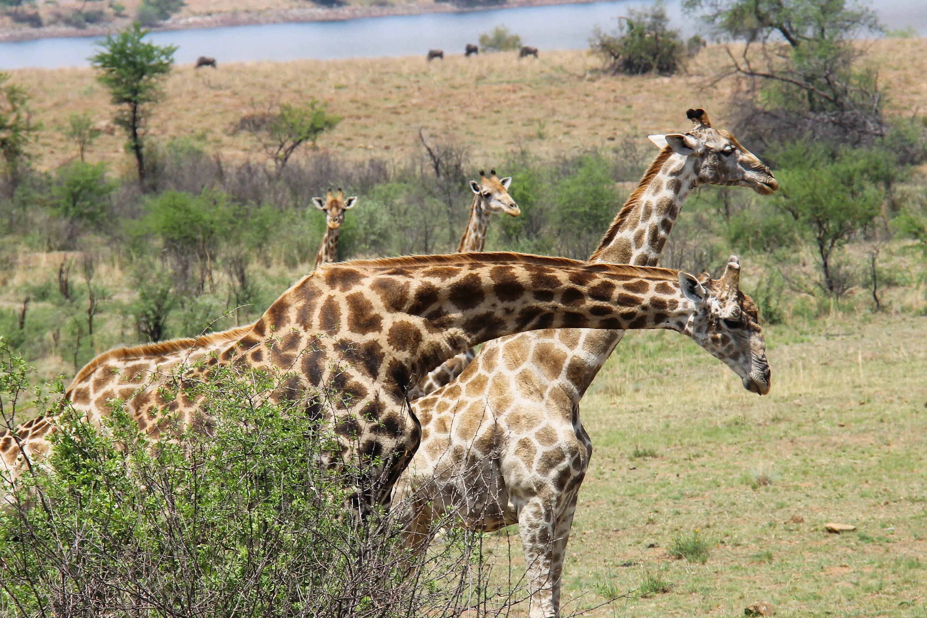 Жираф среда обитания. Йоханнесбург Африка сафари. Южноафриканский Жираф. Жирафы в саванне. Красивый Жираф.