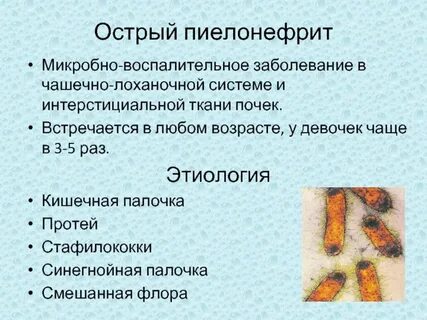 Возбудитель пиелонефрита
