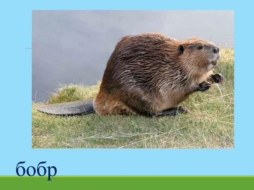 Мем с бобром