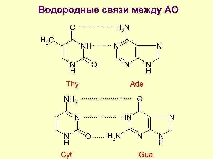 Гуанин и цитозин водородные связи. Водородная связь в нуклеиновых кислотах. Водородная связь в белках и нуклеиновых кислотах. Гуанин цитозин связь. Гуанин цитозин водородные связи.