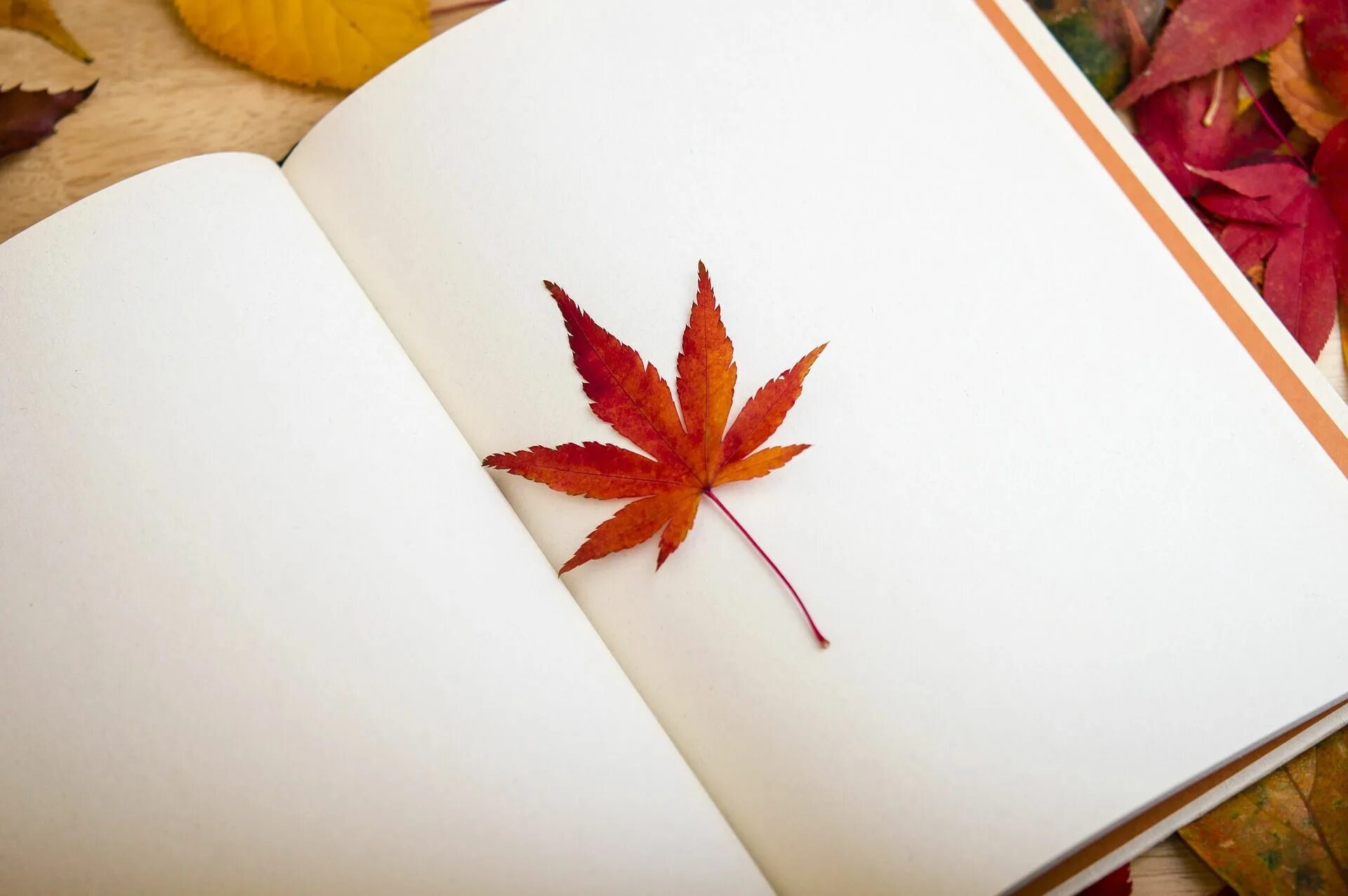 Открыть новый лист. Красивые листочки. Красивый листик. Осень. Осенняя страничка.