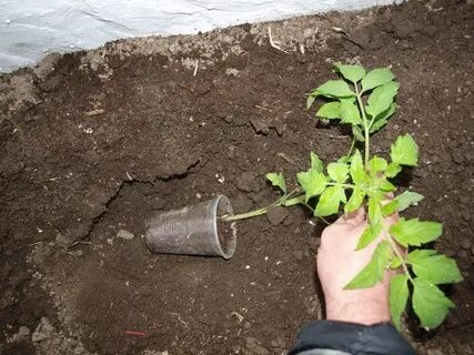 Как использовать переросшие
