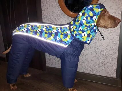 Мастер класс комбинезон для собаки