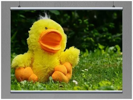 Fluffing duck
