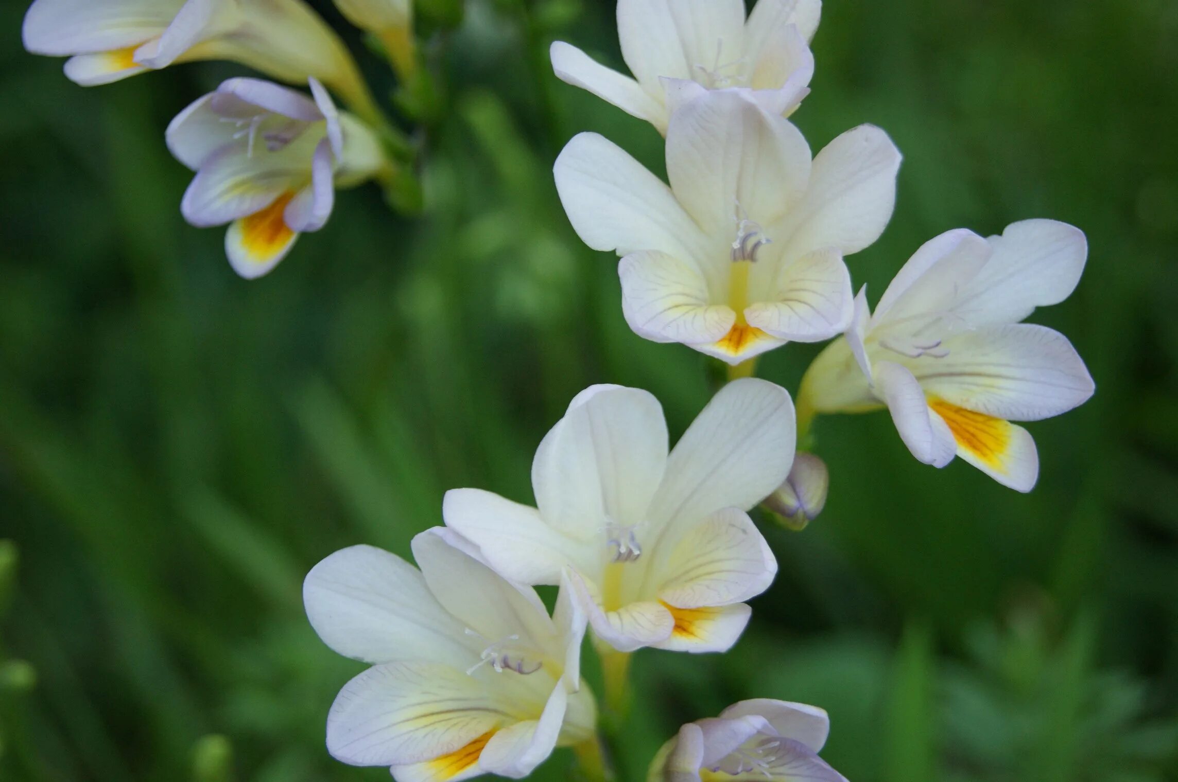 Фрезия белая махровая. Фрезия (Freesia). Фрезия гибридная махровая.