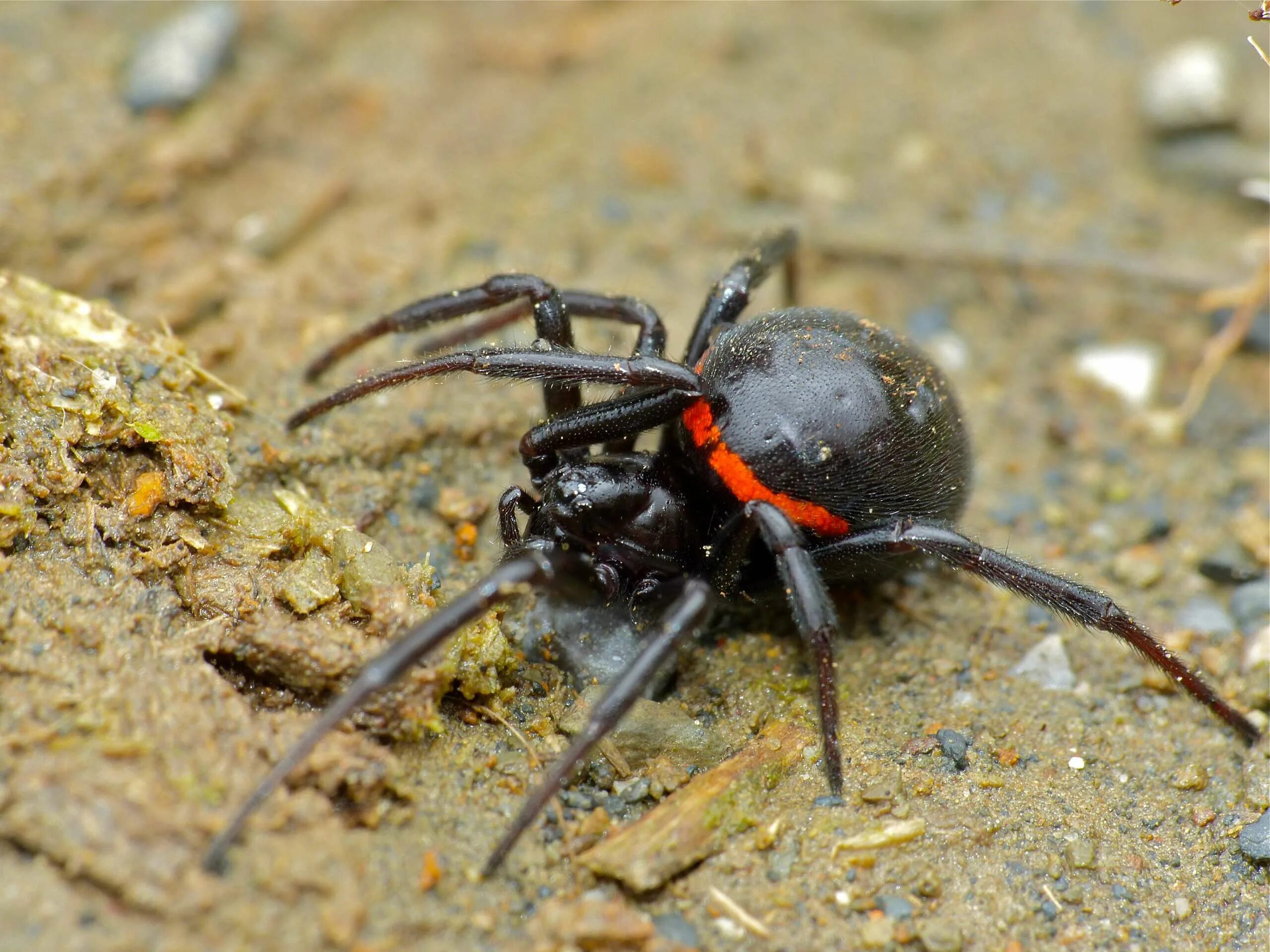 Стеатода Пайкулля (ложный Каракурт. Паук Steatoda paykulliana. Паук Steatoda Castanea. Стеатода и Каракурт. Ложная вдова