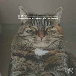 Солидный кот