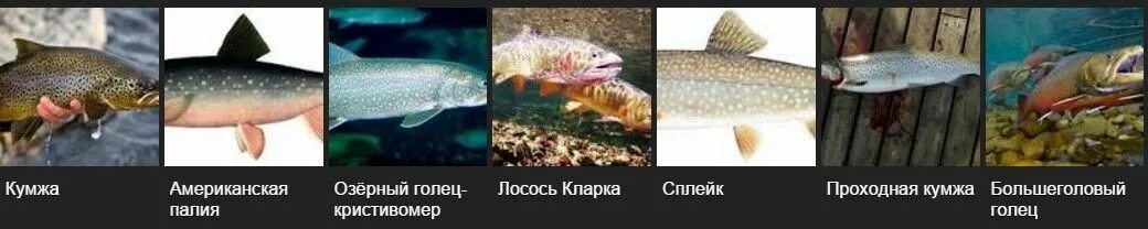 Как отличить морскую форель. Форель морская и речная отличия. форель озерная и морская разница. форель морская и пресноводная различие. форель пресноводная отличия.
