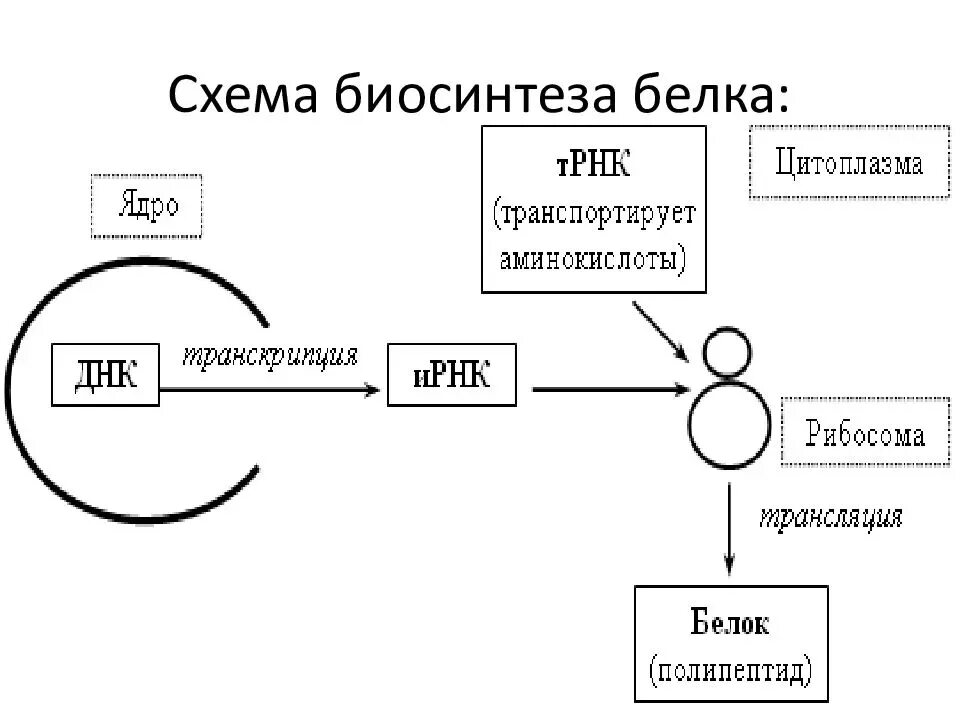 Фазы синтеза таблица. Схема трансляции этапов биосинтеза белка.