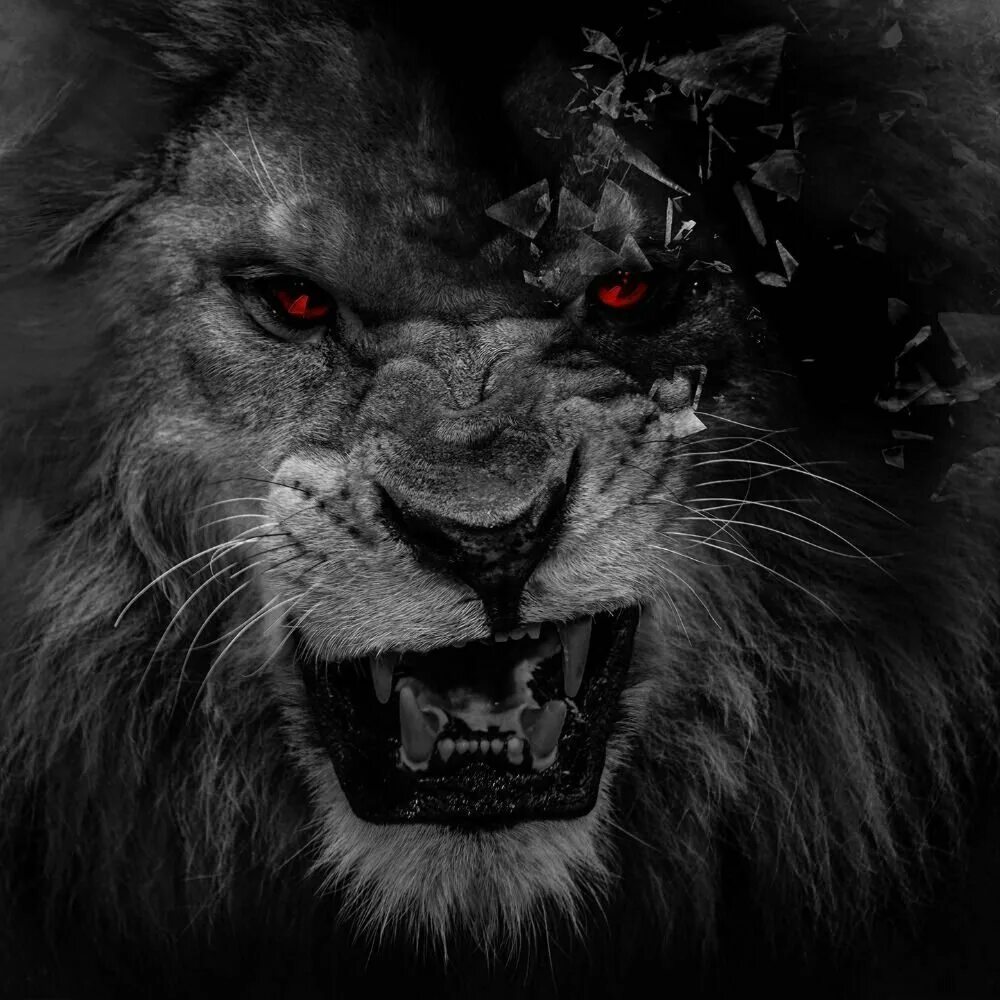Страшный рев зверя. Блэк Лайон. Злой Лев. Агрессивный Лев. Лев с красными глазами.