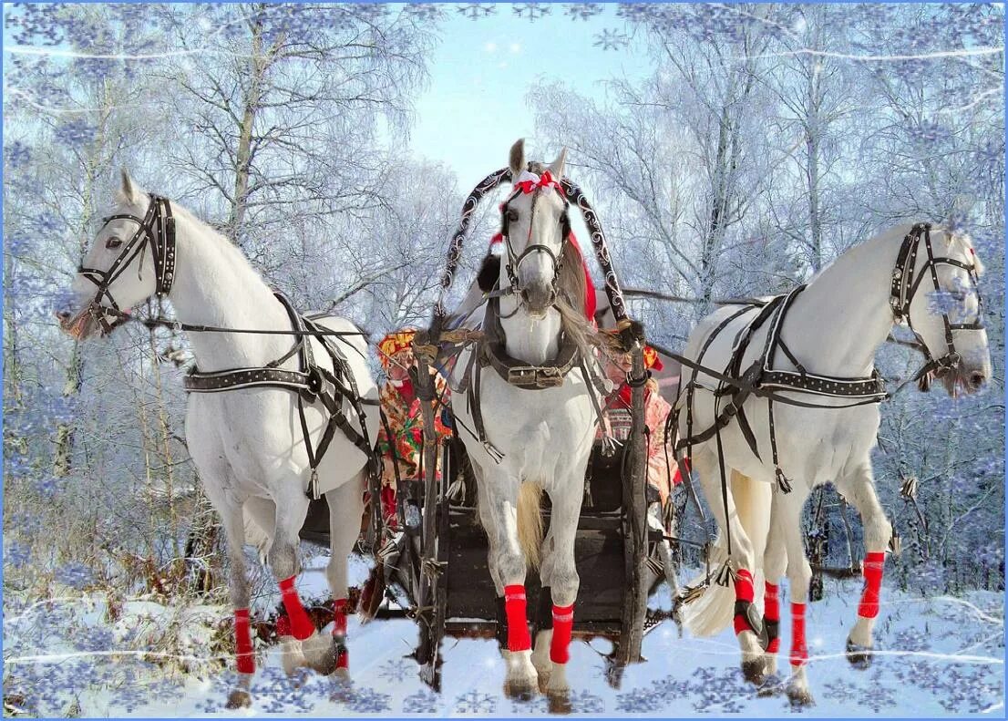 Тройка тройка тройка белых лошадей. Тройка три белых. Тройка морозко. Конная упряжка тройка. Тройка белых лошадей.