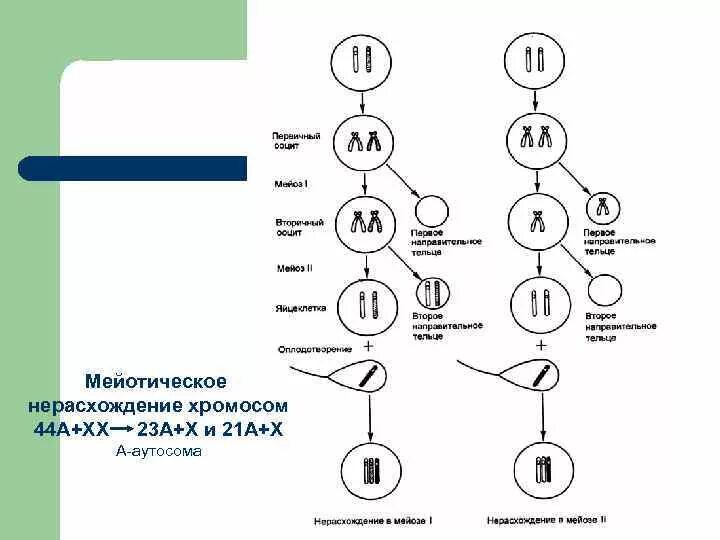 Мейотическое нерасхождение. Нерасхождение в мейозе 1. Нерасхождение 21-Ой хромосомы в мейозе у женщины схема. Нерасхождение 21 хромосомы в мейозе схема. Каким номером на схеме обозначено мейотическое