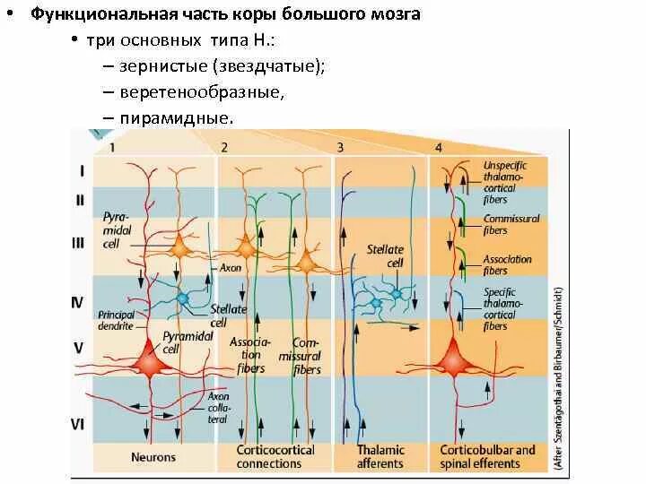 Схема слоев коры головного мозга. Первичные вторичные третичные поля коры головного мозга. Строение коры головного мозга физиология.