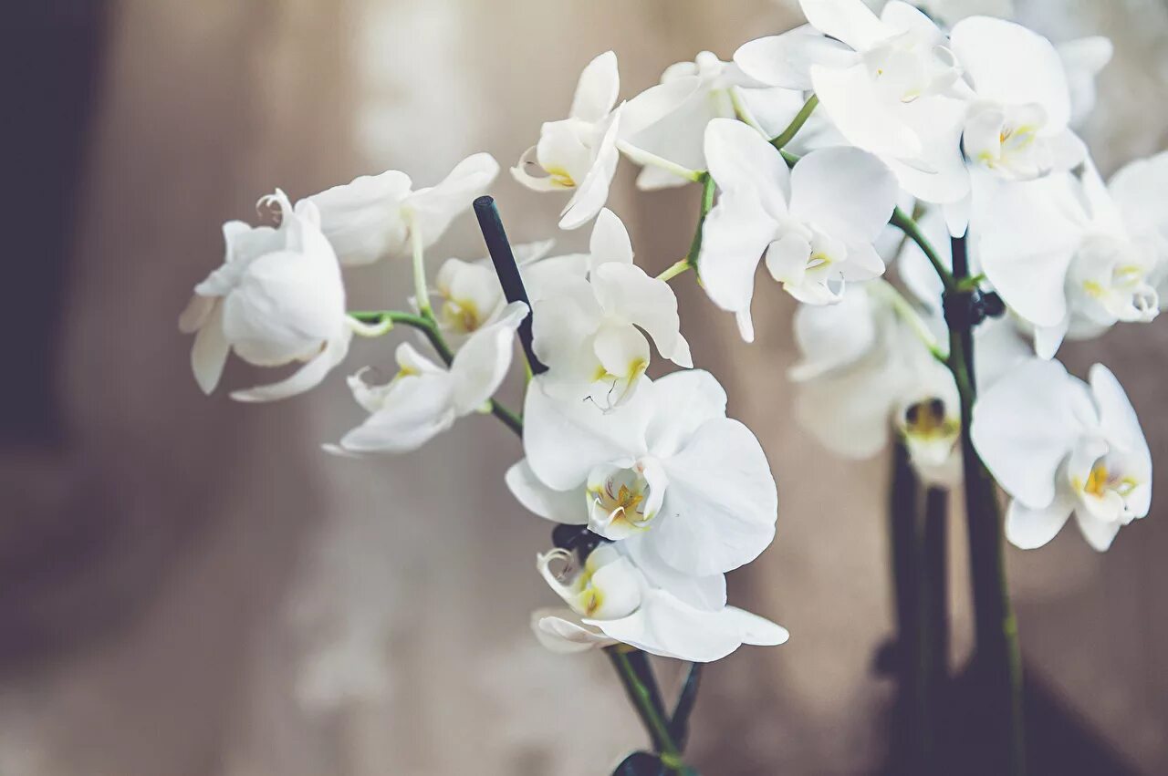 Orchid Flowers macro free image download