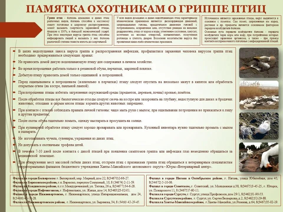 Грипп птиц памятка для населения. Памятка по гриппу птиц для населения. Высокопатогенный грипп птиц памятка. Памятка грипп птиц. Памятки по птичьему гриппу.