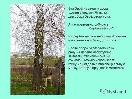 Песня про русь березоньку