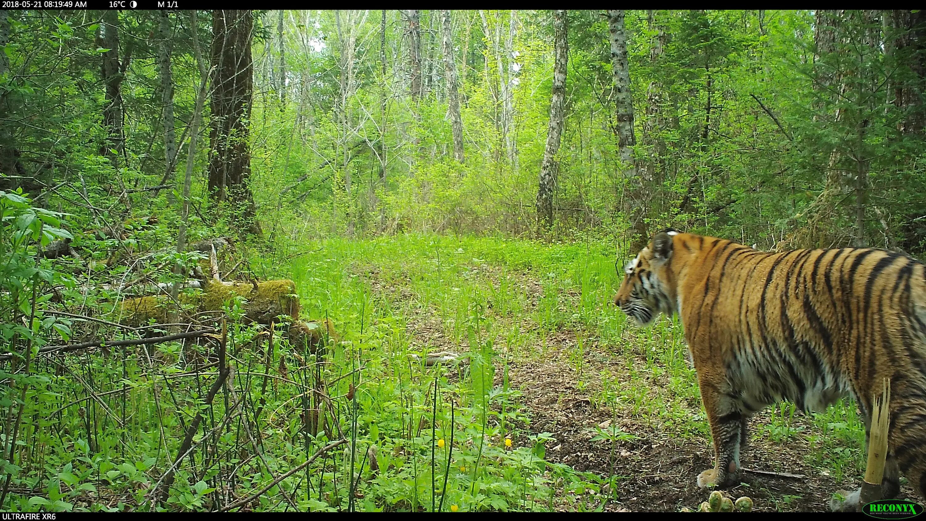 смешанные леса дальнего востока животные. смешанные леса дальнего востока животные. амурский тигр. смешанные леса дальнего востока животные. национальный парк грейт-смоки-маунтинс растительный мир.