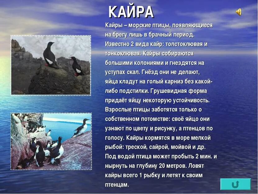 Кайры презентация. Животные аттической пустыни. Арктические пустыни животные. Арктические пустыни животные описание. Доклад про арктику.