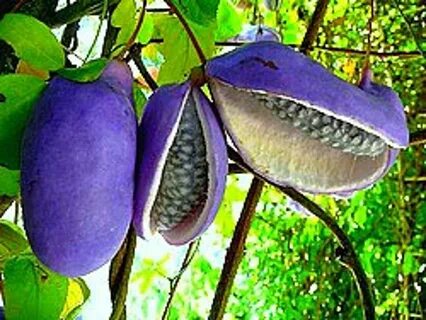 Rare fruit