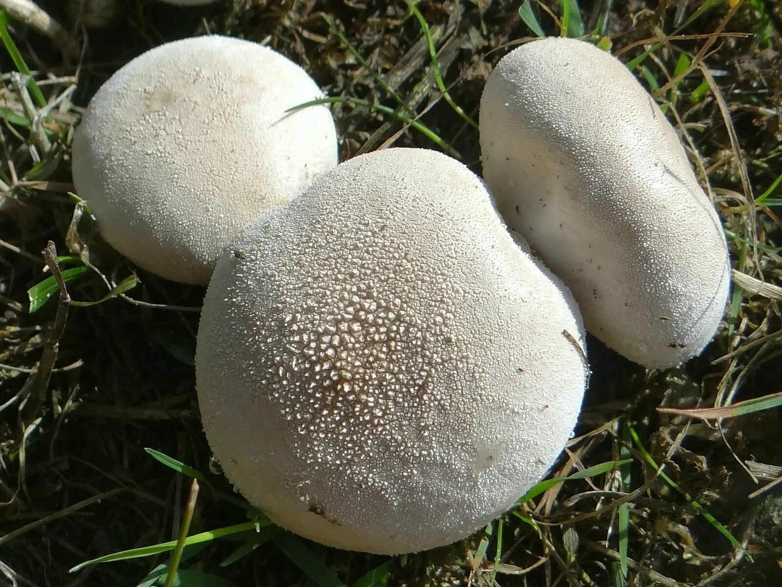 Дождевик съедобный Cogumelos, Fotos