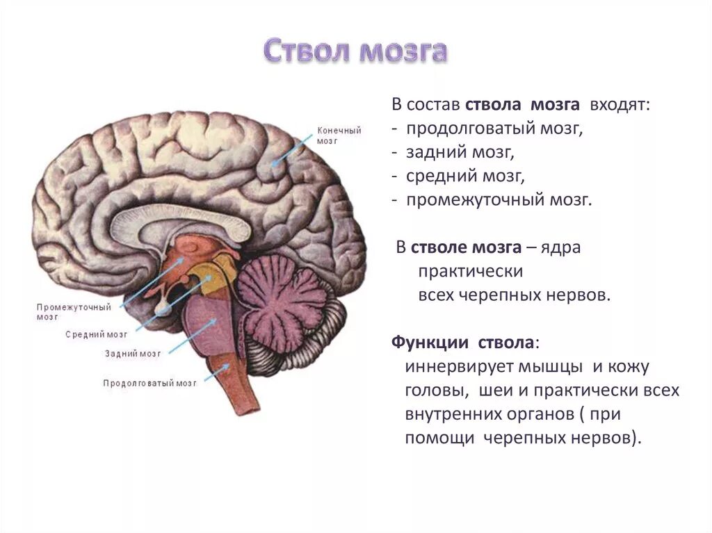 Головной мозг границы. Головной мозг отделы ствола мозга. Ствол головного мозга строение и функции. Состав ствола мозга. Назовите отделы ствола головного мозга.