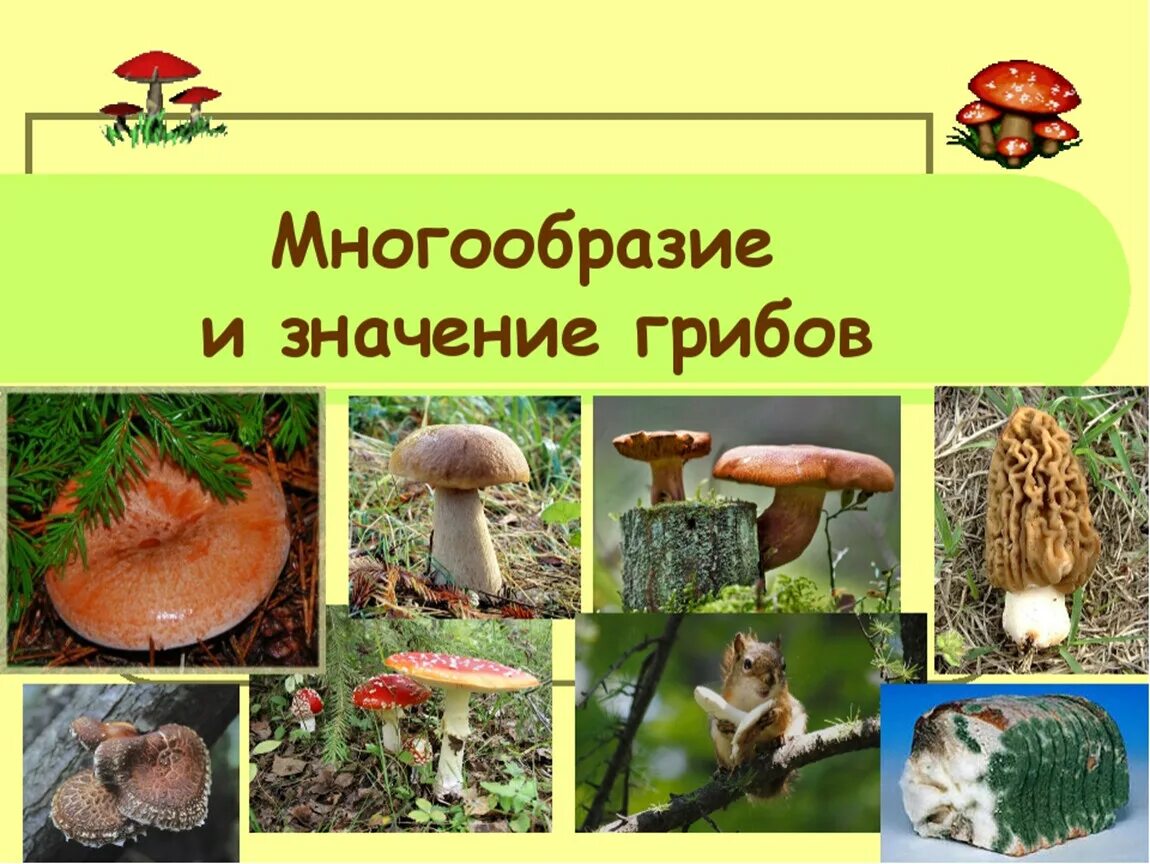 Многообразие и значение грибов. Разнообразие грибов в природе. Презентация по теме разнообразие грибов. Многообразие грибов презентация.