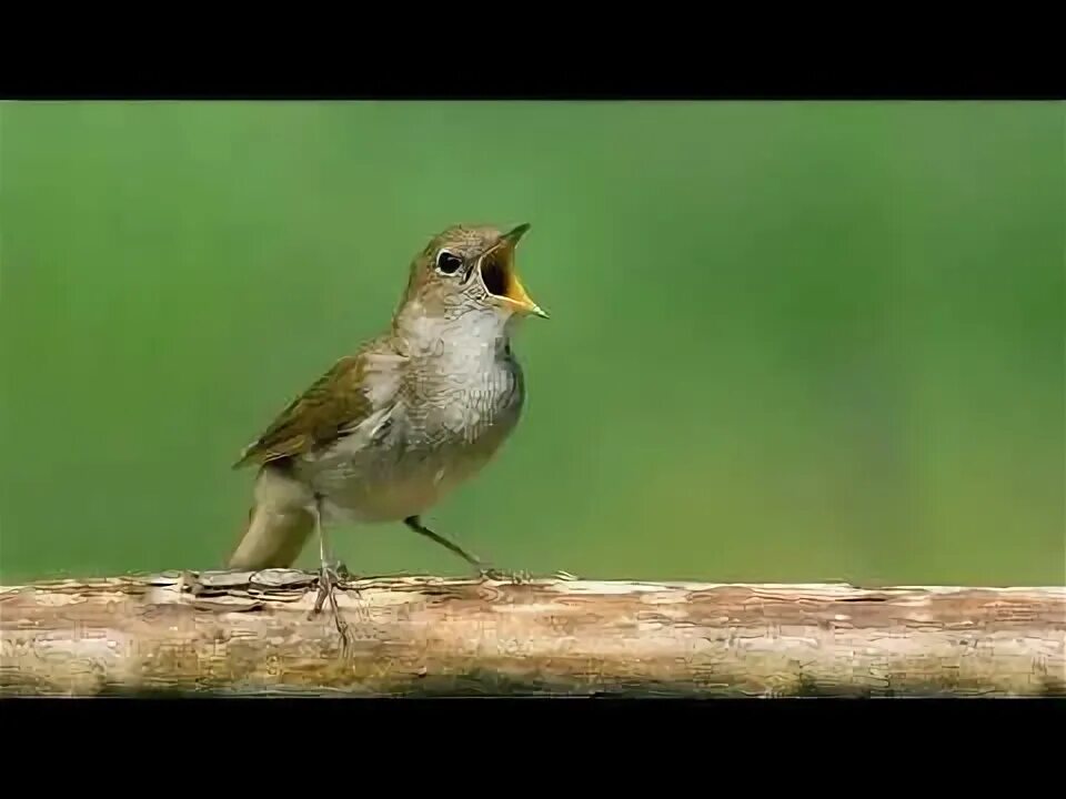 Пение дрозда слушать.