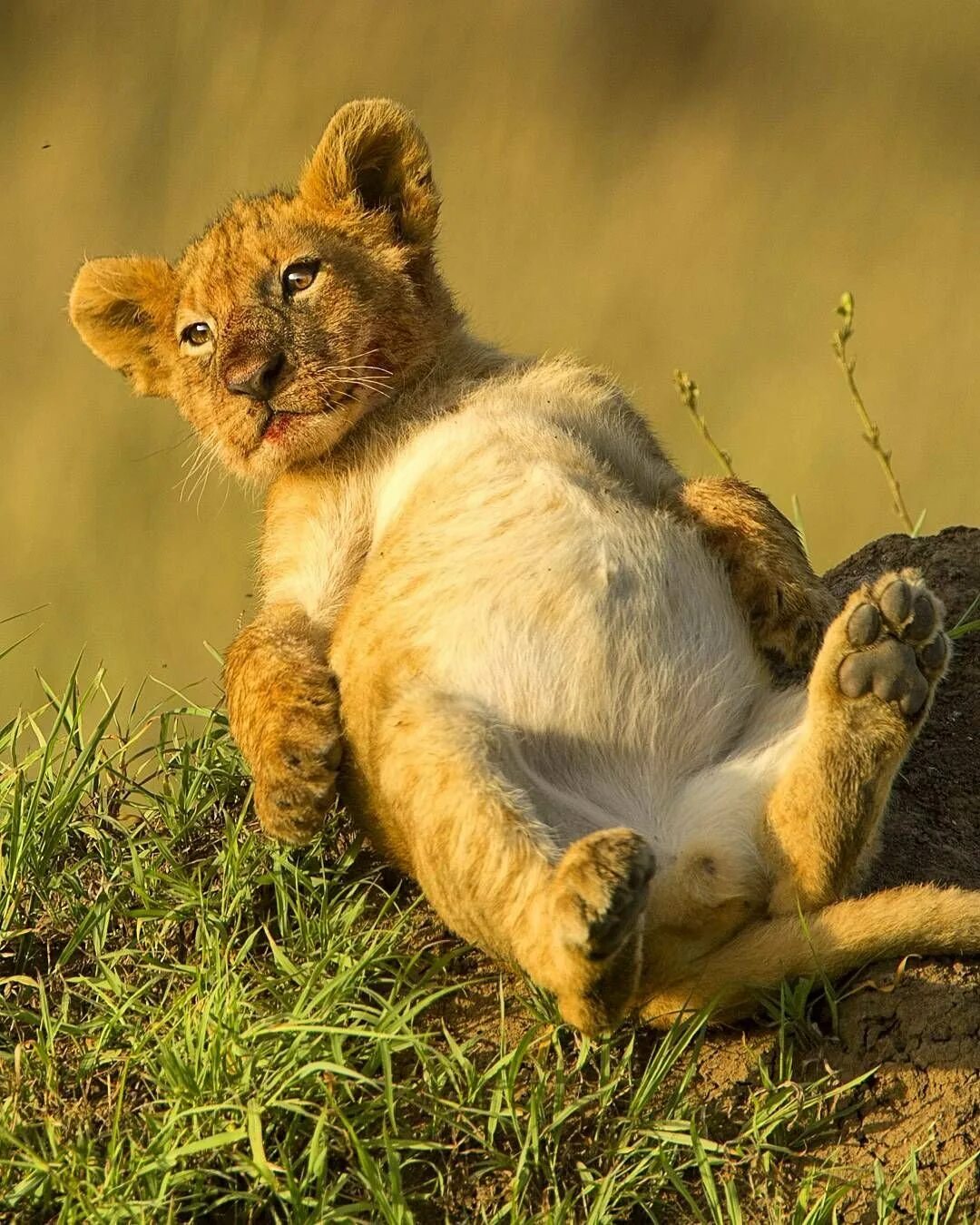 Белка. Милые обезьяны. Смешной зверек. Смешных животных. Забавный зверь.