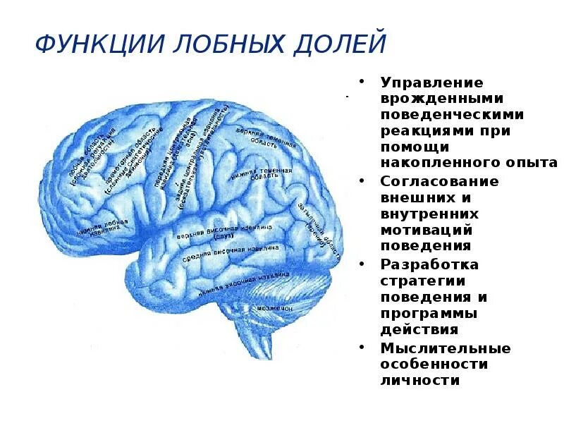 Какова функция коры. Функции лобной доли головного мозга.