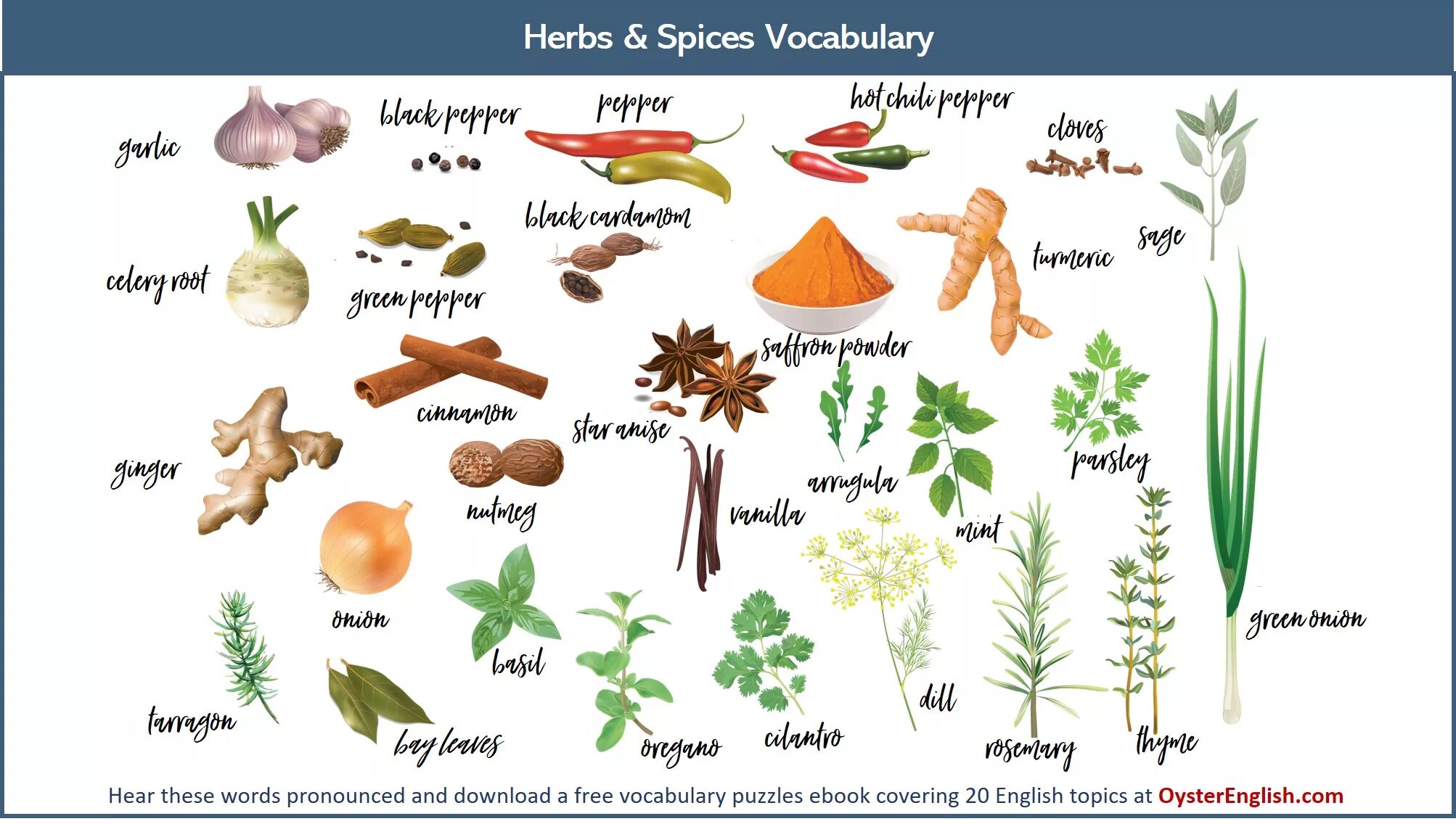 Herbs and Spices на английском. Специи Herb&Spice. Пряные травы и специи названия. Приправы на английском. Plants english