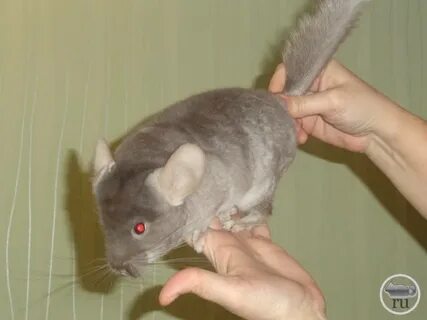 Шиншилла линяет