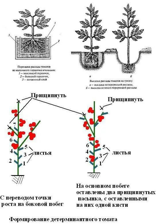 Прищипывать ли. Схема правильного пасынкования томатов. Томаты детерминантные и индетерминантные. Схема формирования детерминантных томатов. Схема пасынкования томатов открытом грунте.