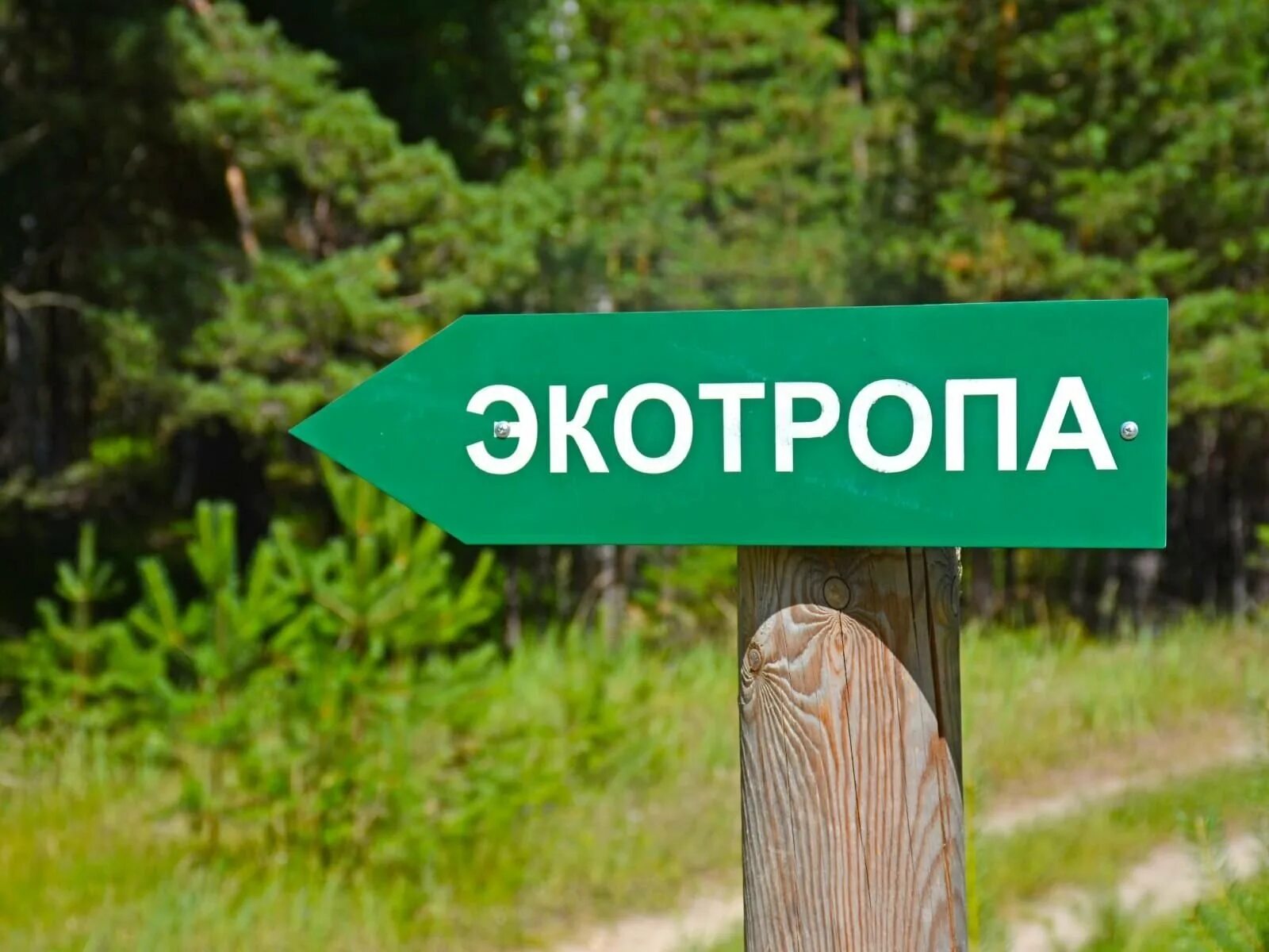Троп изображение. Экологическая тропа. таблички для экотропы. экологическая тропа указатели. эко тропа.