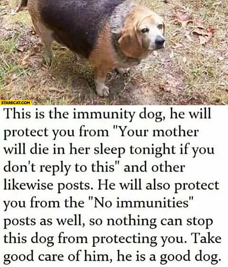 Комиксы про собак. Will bite собака. Will dog перевод. Big small dog перевод. Перевод собак.