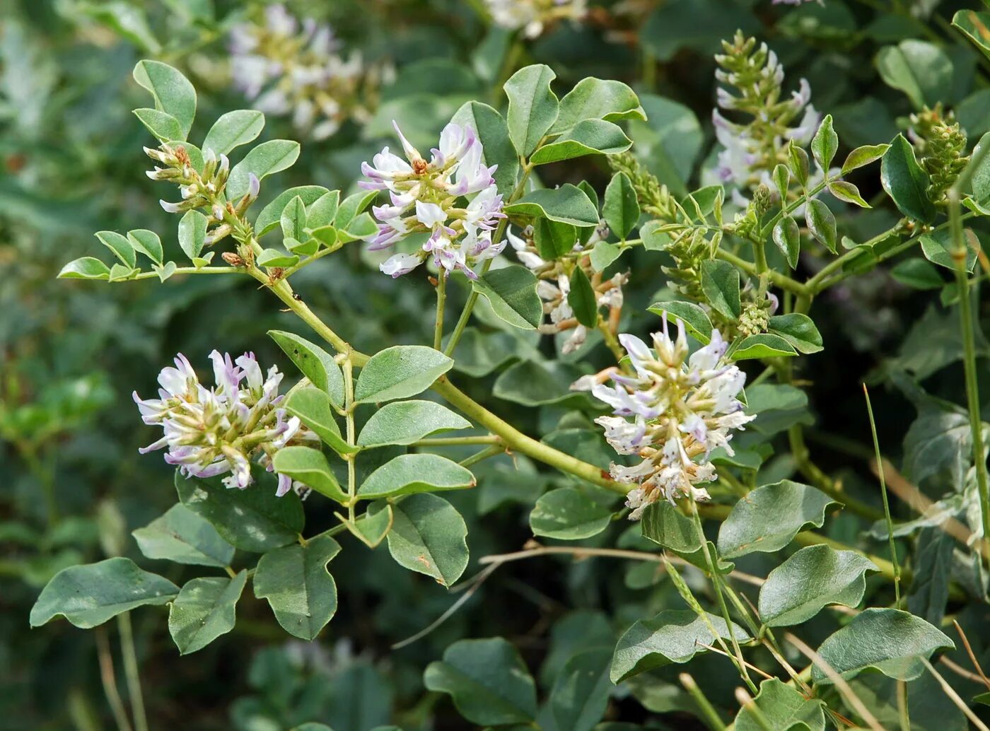 Может ли солодка. Солодка Уральская (Glycyrrhiza uralensis). Солодка Уральская — Glycyrrhiza uralensis Fisch.. Лакрица Солодка растение. Солодка Уральская Плантариум.