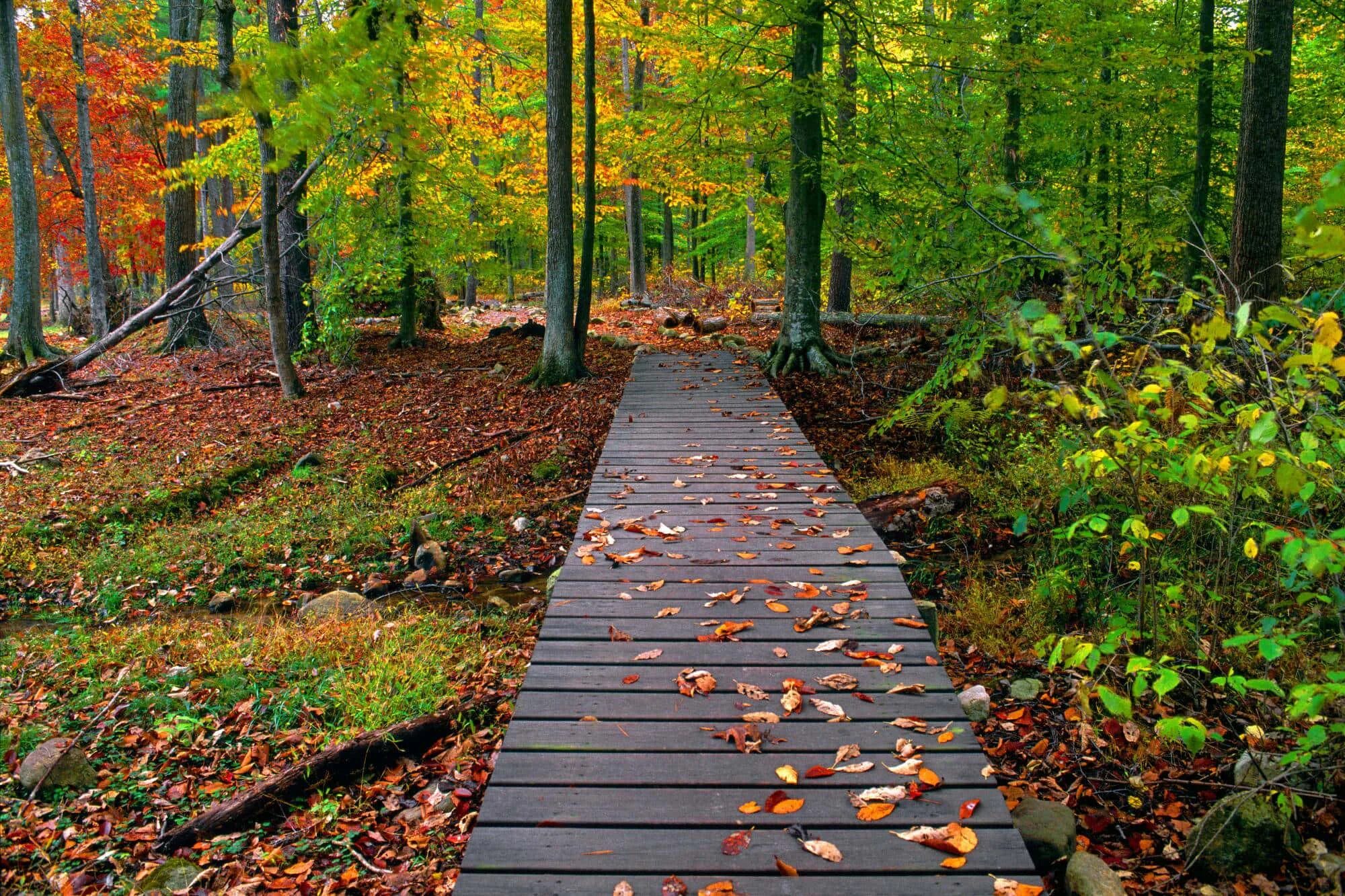 Natural fall. Осень. Тропинка в осеннем лесу. Дорожка в осеннем лесу. Обои осень.