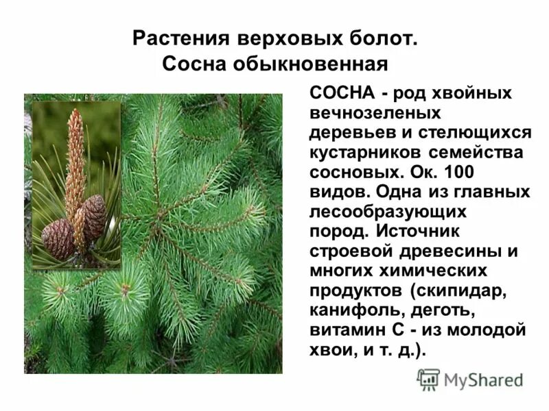 Роды хвойных