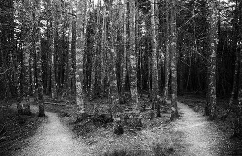 Woods me