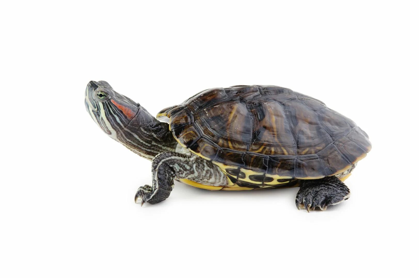 Сколько красноухая может без воды. Калифорнийская красноухая черепаха. Земноводные черепахи красноухие. Дикие красноухие черепахи. Жизненный цикл черепахи красноухой.