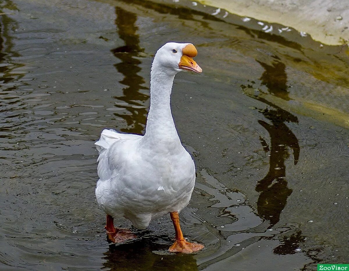 серый гусь гусак. гусь мем. сколько весит гусь. хорош гусь. фразеологизмы про гуся.