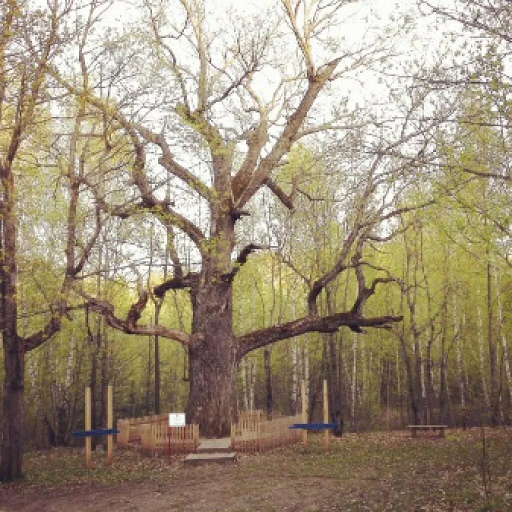 Старейшина чувашских дубов чувашия. Старейший дуб чувашии. Сочинский дуб. Старейший дуб чувашии. Старейший дуб чувашии.