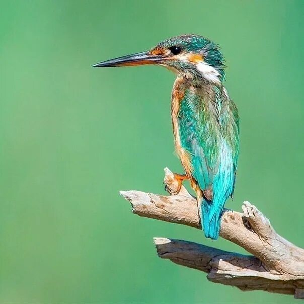 Зимородок серый. Эсме зимородок. Актер сыгравший зимородка. Актер сыгравший зимородка. Зимородок птенец.