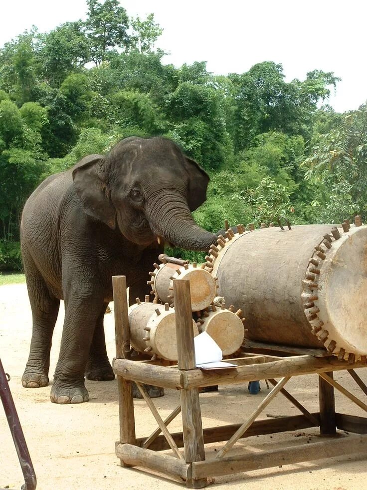 Elephant music. Thai Elephant. Musical Elephants. Thai Elephant Conservation Center Elephants playing Music. Музыкальный слон ездит.
