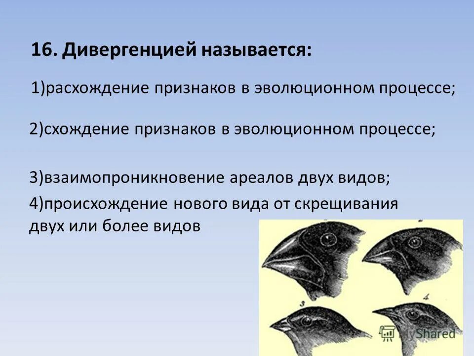 Дивергенция является главной формой эволюции. Дивергенция является главной формой эволюции