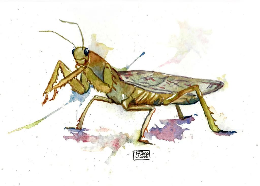 Put some of this insect