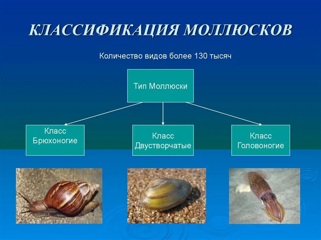 Перечислить классы моллюсков. Классификация моллюски 7 класс биология. Представители моллюсков 7 класс биология. Тип моллюски 7 класс биология классификация. Схема классификации моллюсков 7 класс.