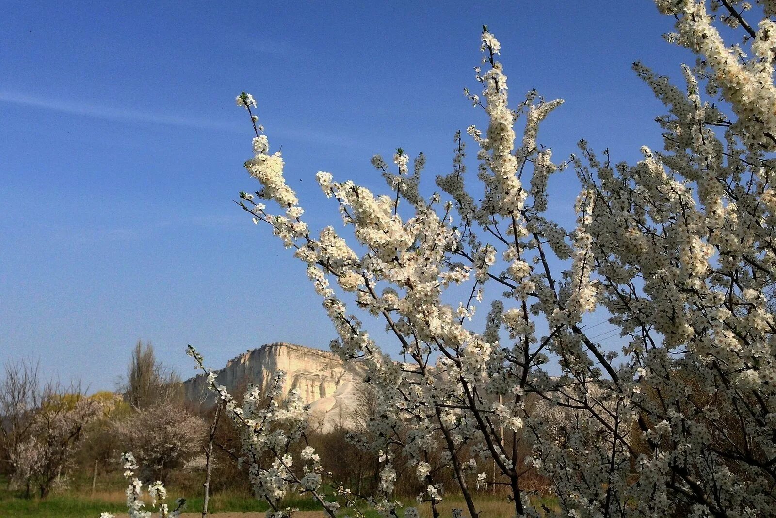 В крыму зацветут. Алушта цветение миндаля. Ялта цветение миндаля. Весенний Крым цветение миндаля. Цветение миндаля в Крыму.