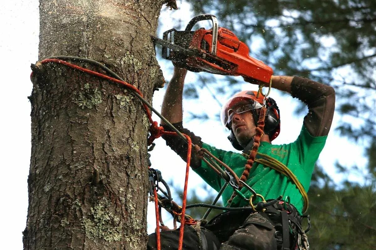 Спил дерева. Кронирование деревьев. Спил и опиловка деревьев. Валка обрезка деревьев. Валка обрезка деревьев.