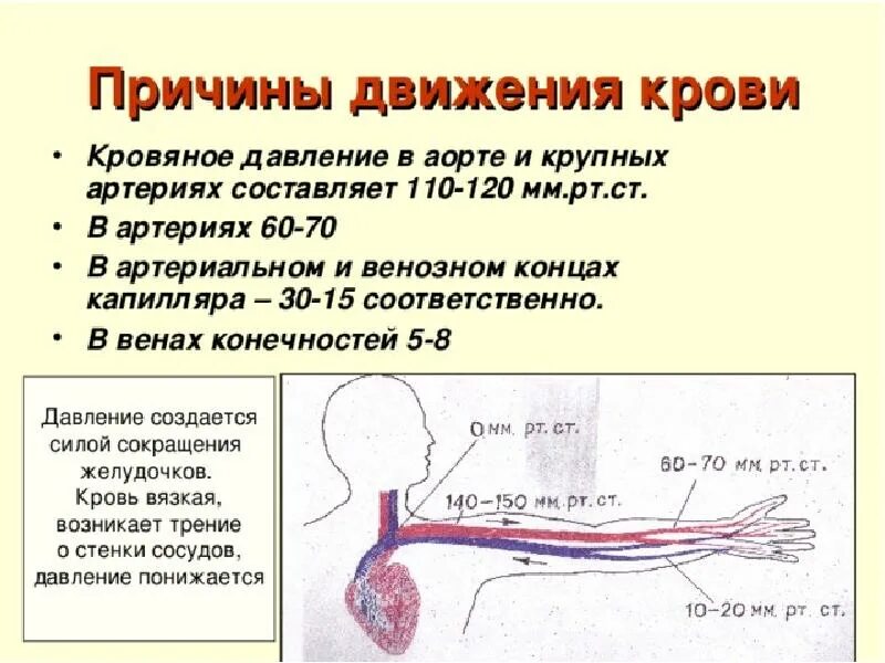 Почему из члена кровь. Давление движения крови по артериям. Кровеносные сосуды скорость движения крови. Артериальное венозное и капиллярное давление крови. Давление в артериях венах и капиллярах.