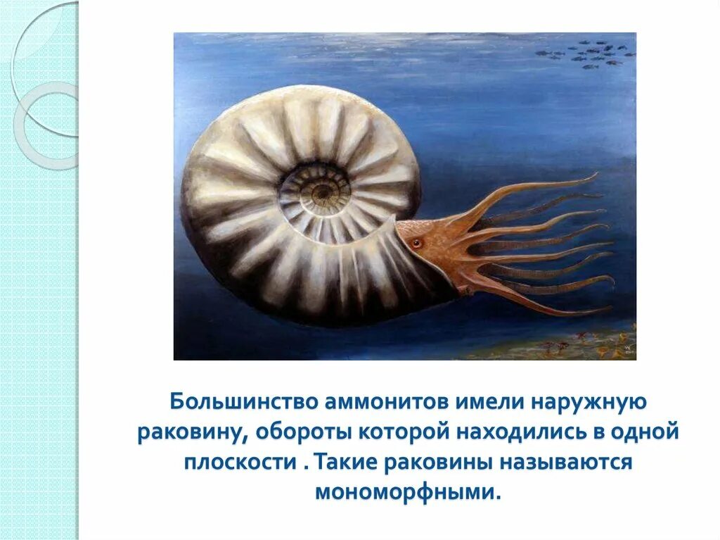 Вымершие моллюски аммониты. Аммониты головоногие моллюски. Аммонит моллюск. Аммониты (головоногие) аммониты.